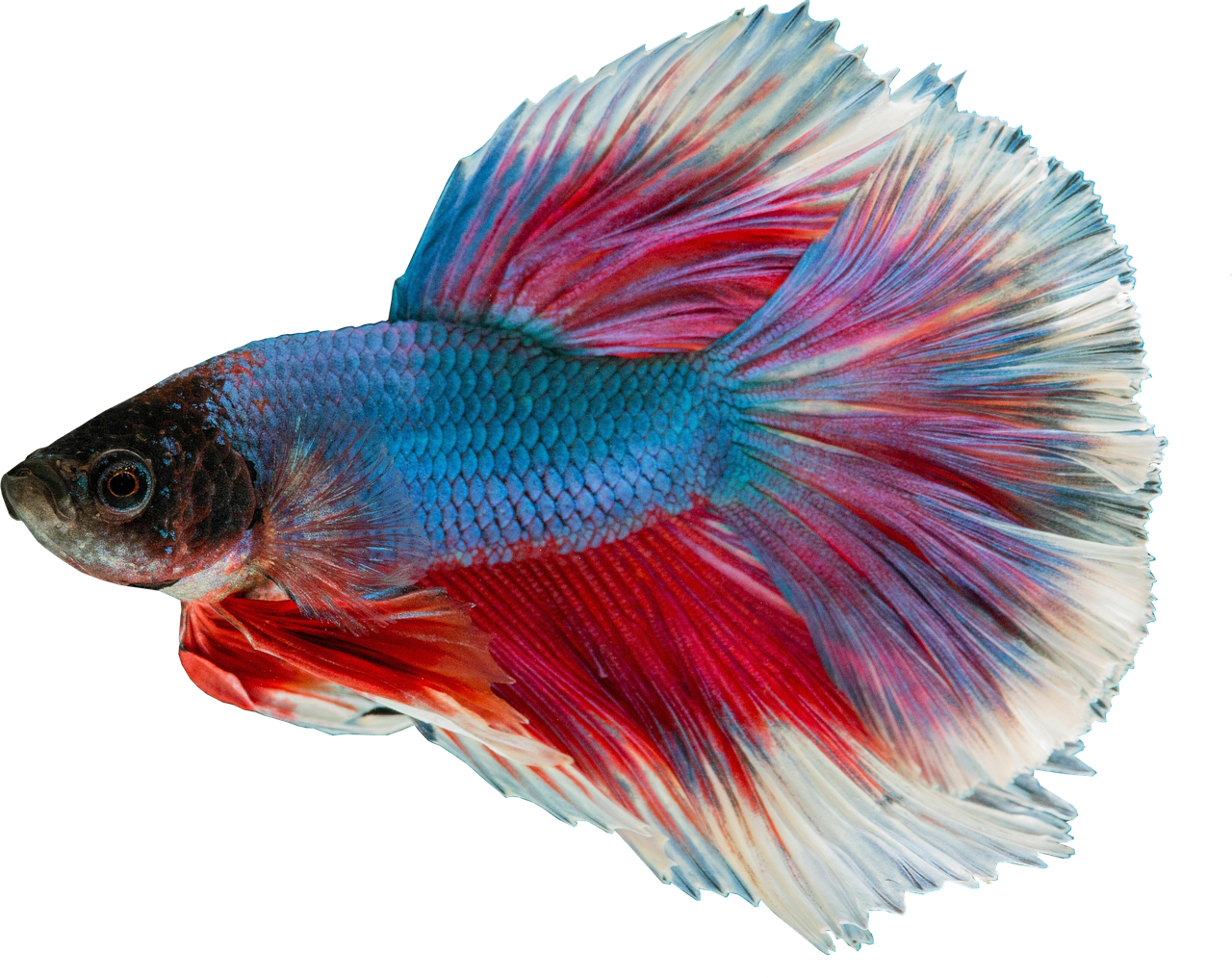 Image - isolated guppy freshwater rich