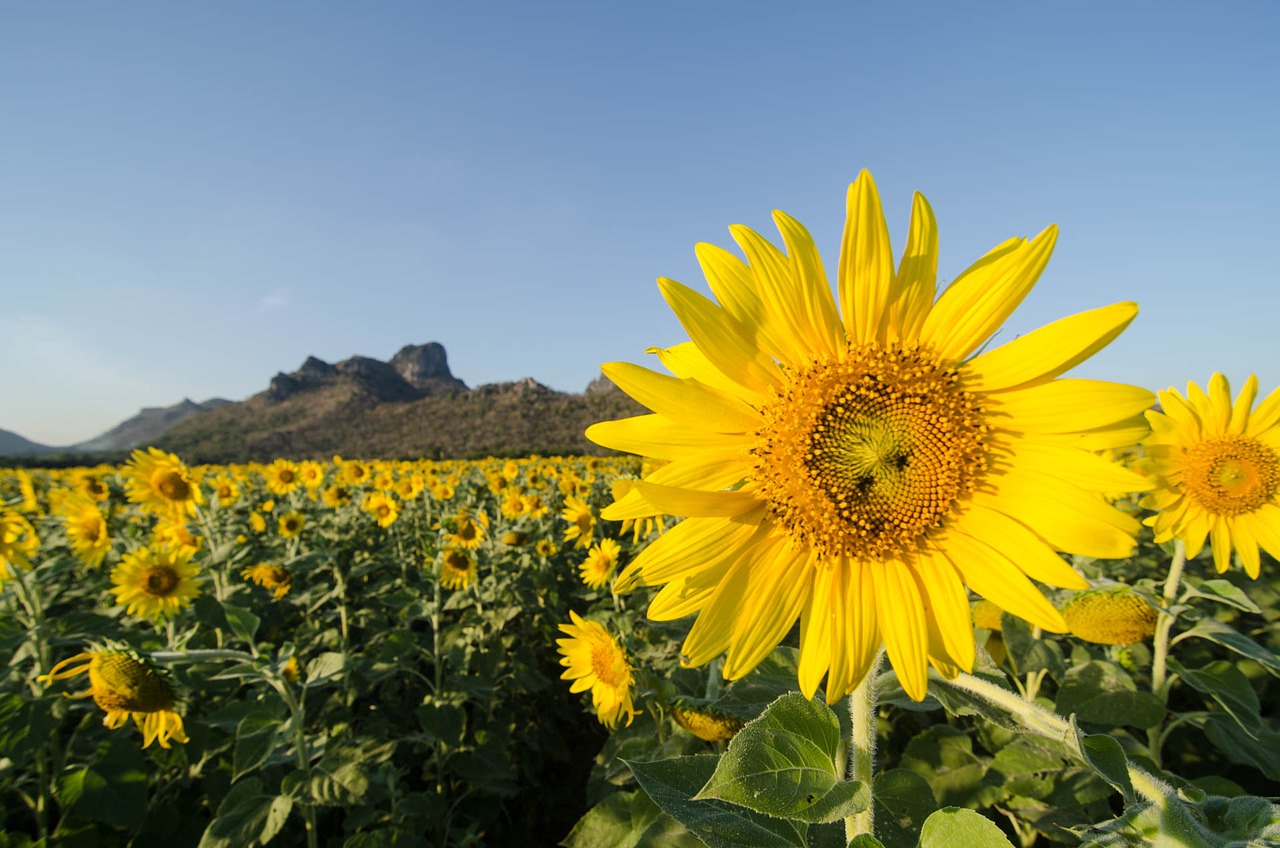 Image - sun flower khao chin lae lop buri