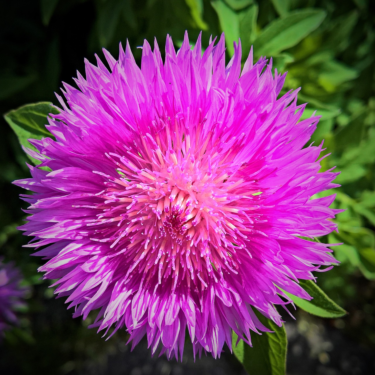 Image - flower blossom bloom knapweed