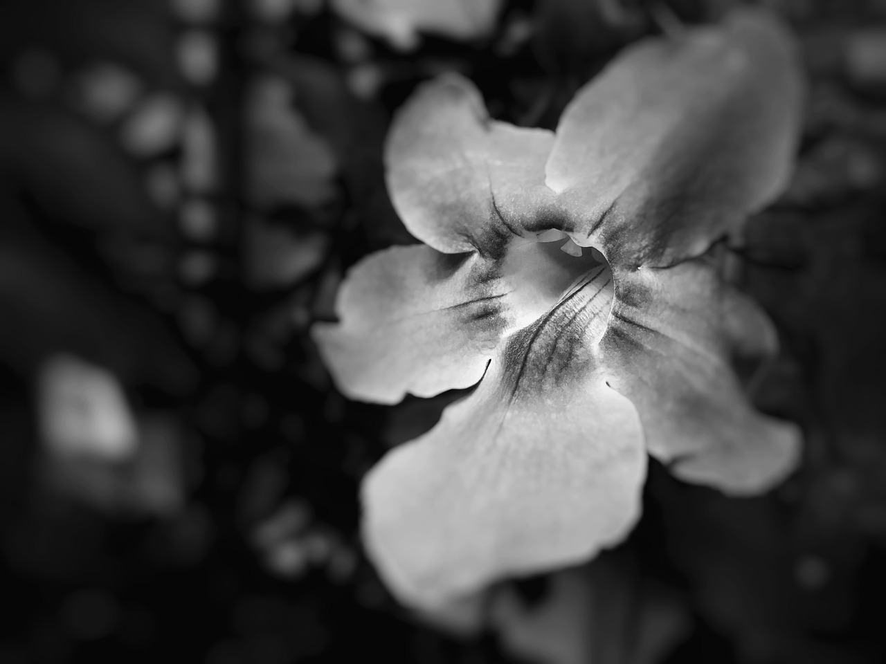 Image - flower bw petals black white