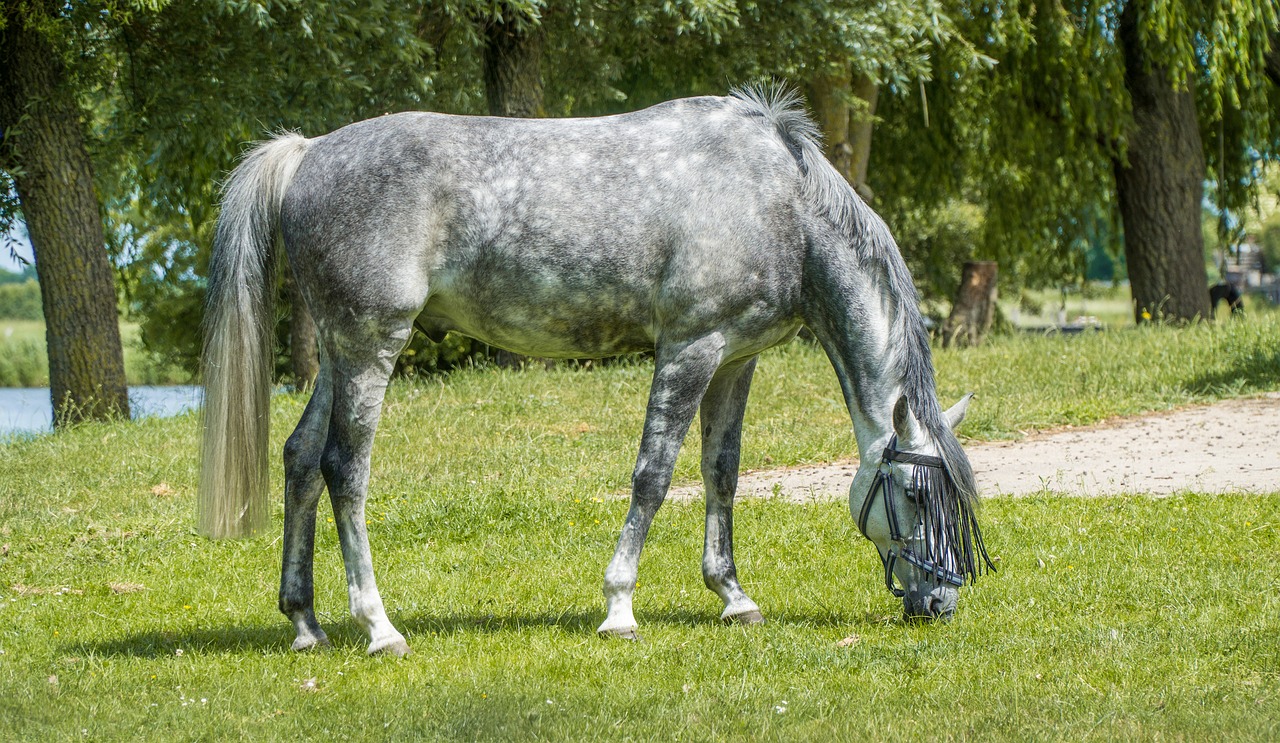 Image - horse graze pasture meadow paddock