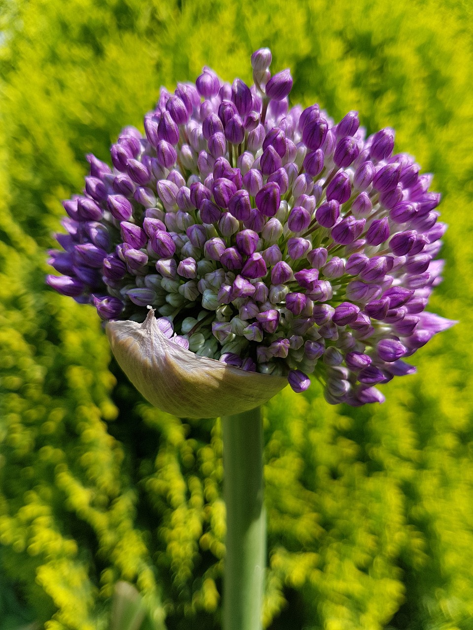 Image - flowers decorative garlic spring