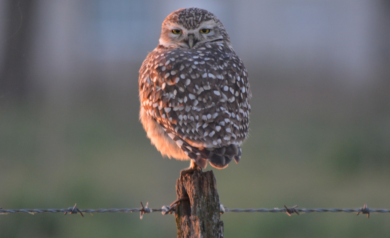 Image - owl field ave nature eyes birds