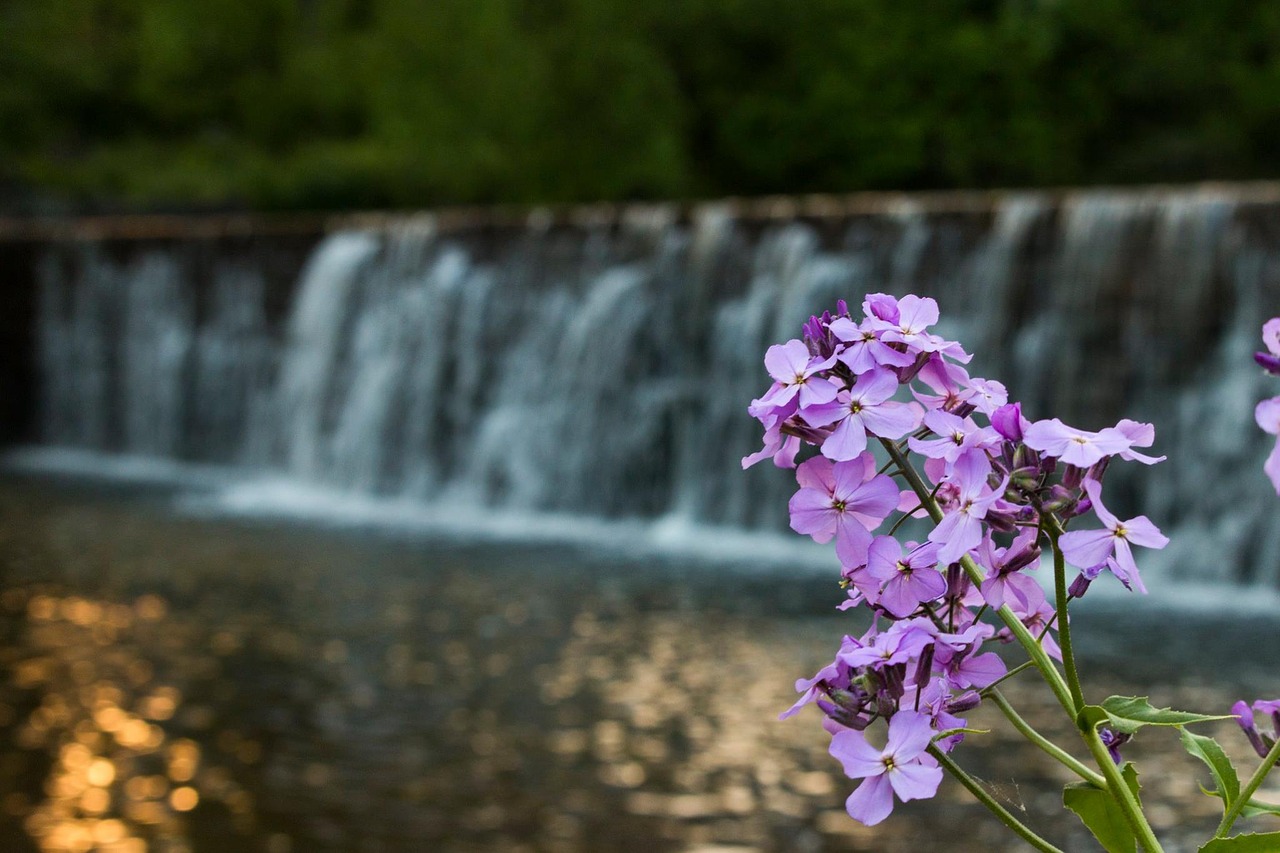 Image - flower waterfall dam water nature