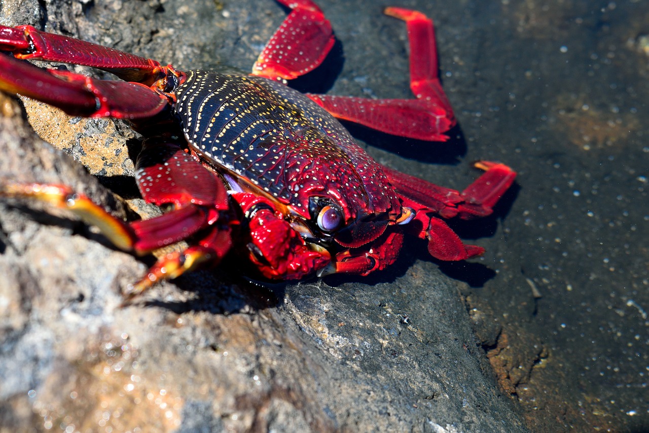 Image - crab molluscum crustacean