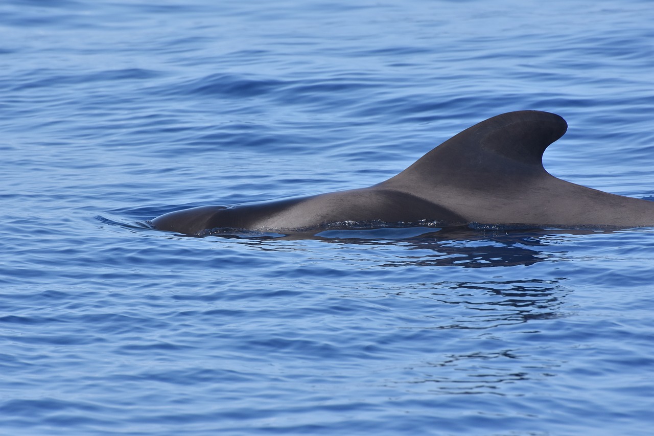 Image - whale pilot whale ocean calderon