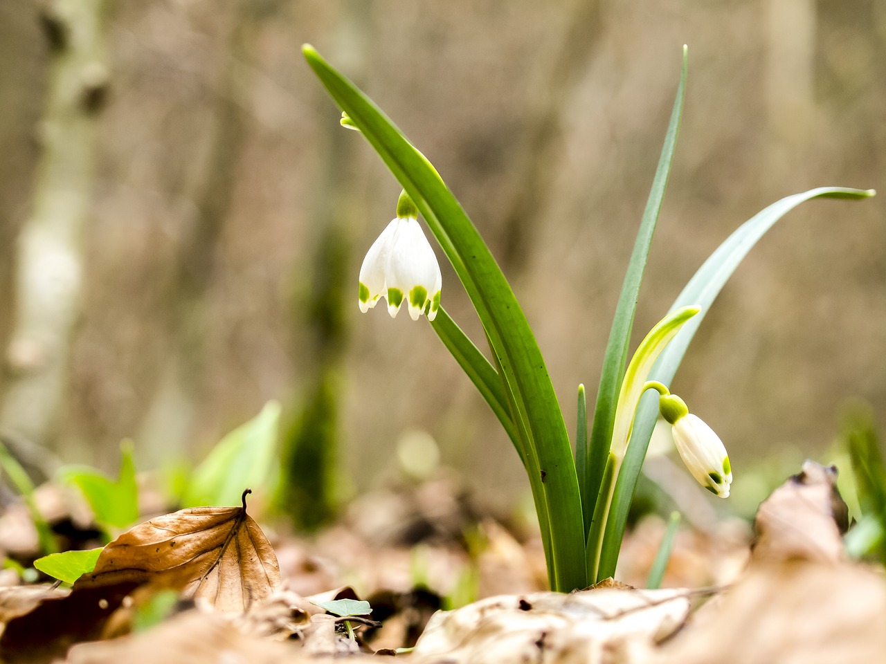 Image - snowflake flower nature plant