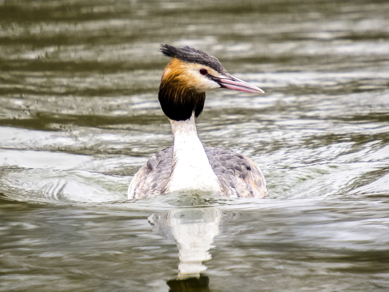 Image - great crested grebe water bird