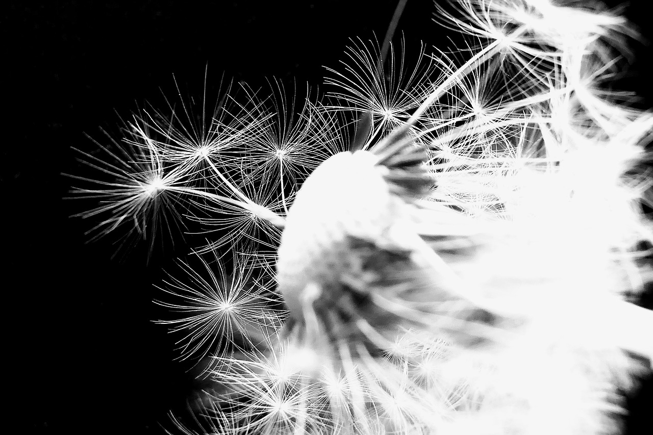 Image - dandelion dandelion flower umbrella