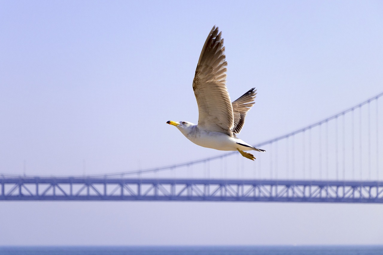 Image - seagull bridge fly animal