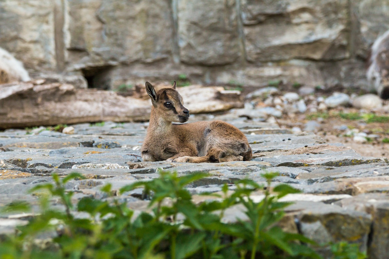 Image - alpine ibex capricorn young animal