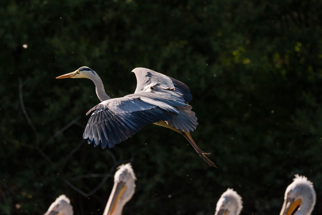 Image - heron bird flight nature