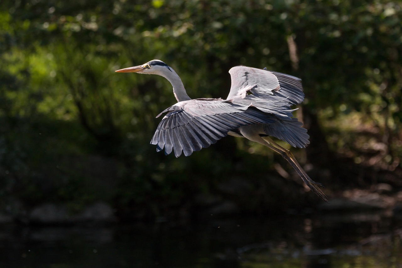 Image - heron bird flight nature