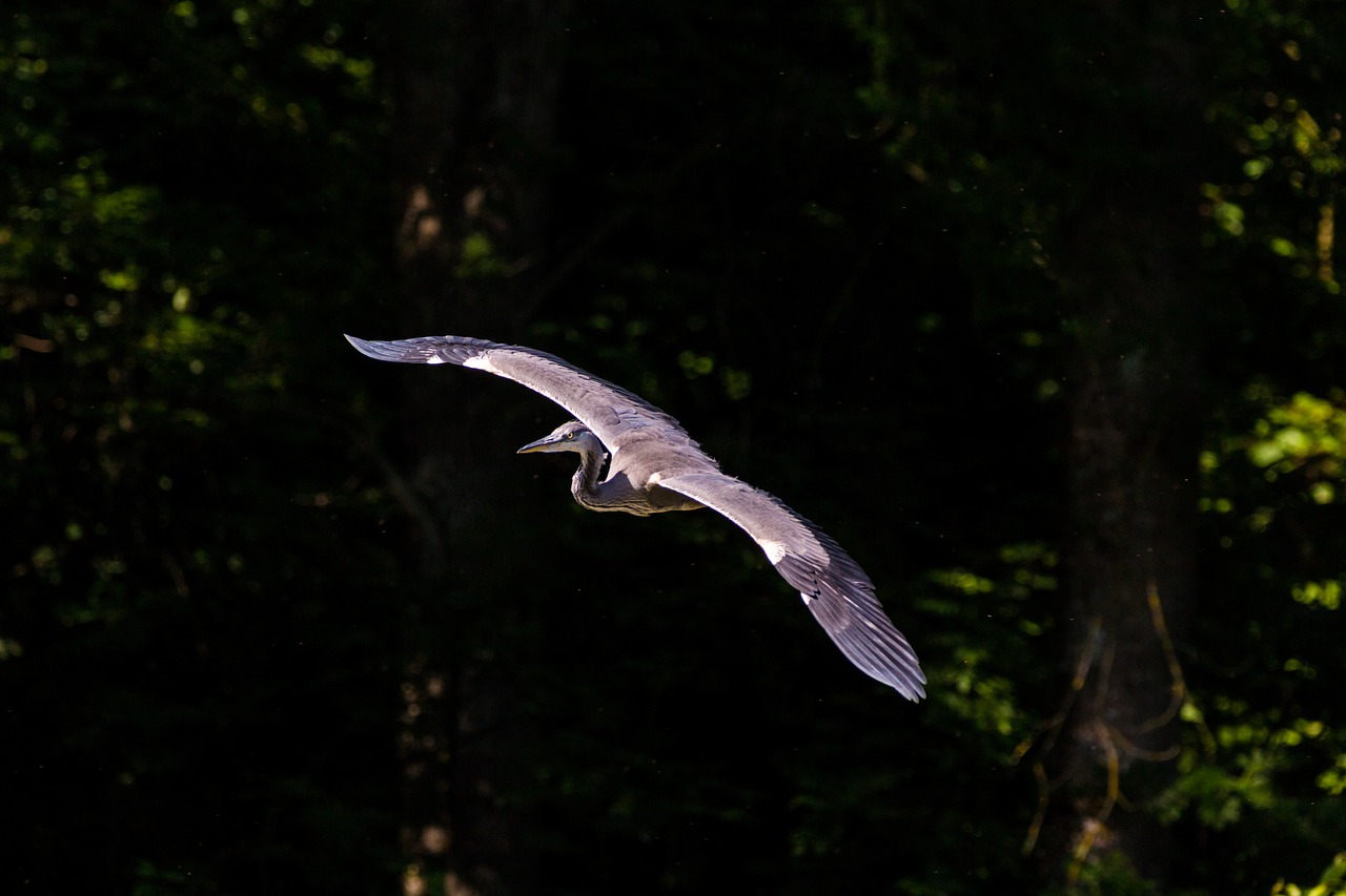 Image - heron bird flight nature