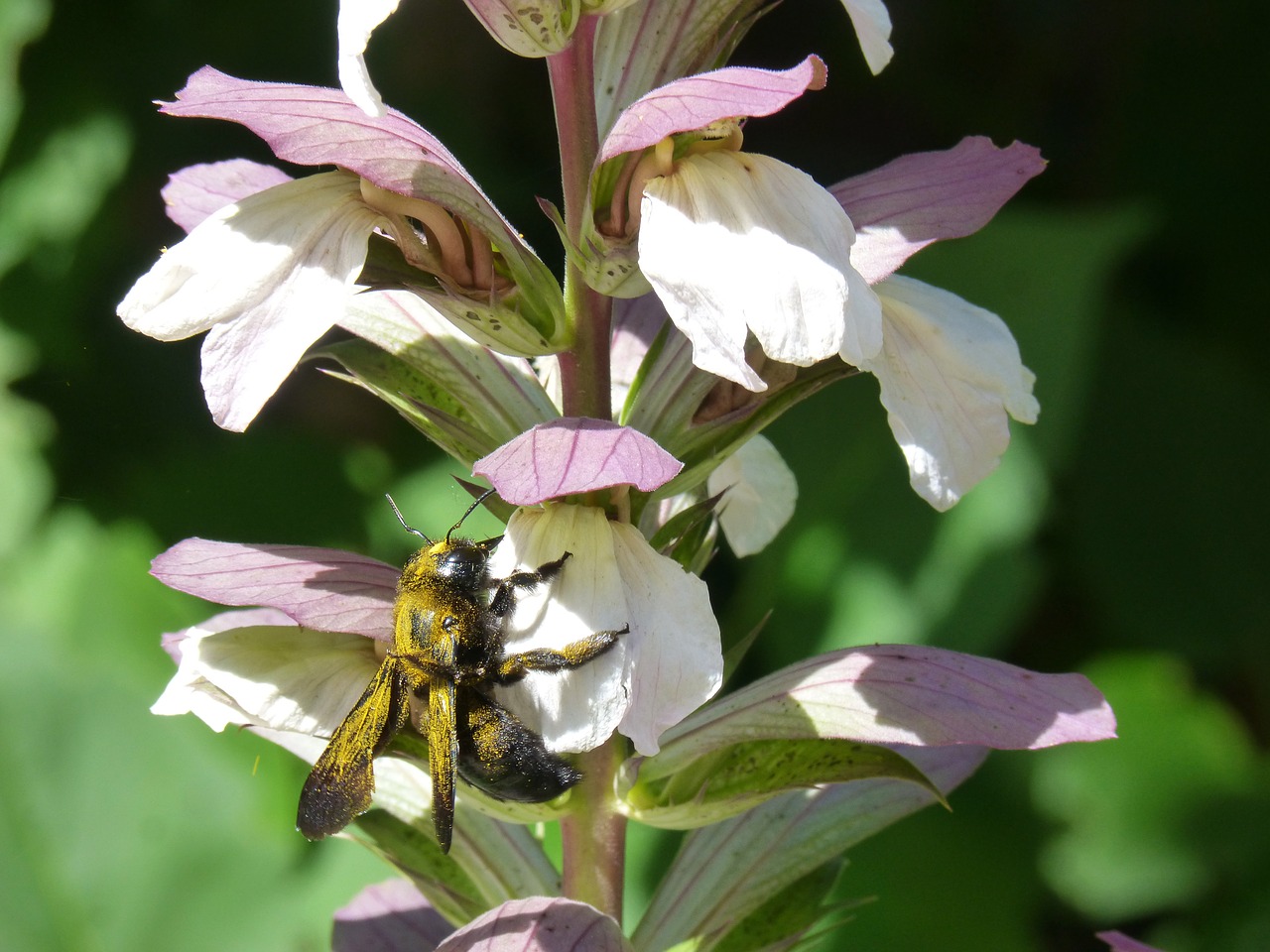 Image - flower libar pollen drone black