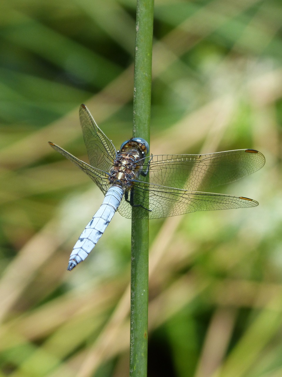 Image - dragonfly blue dragonfly