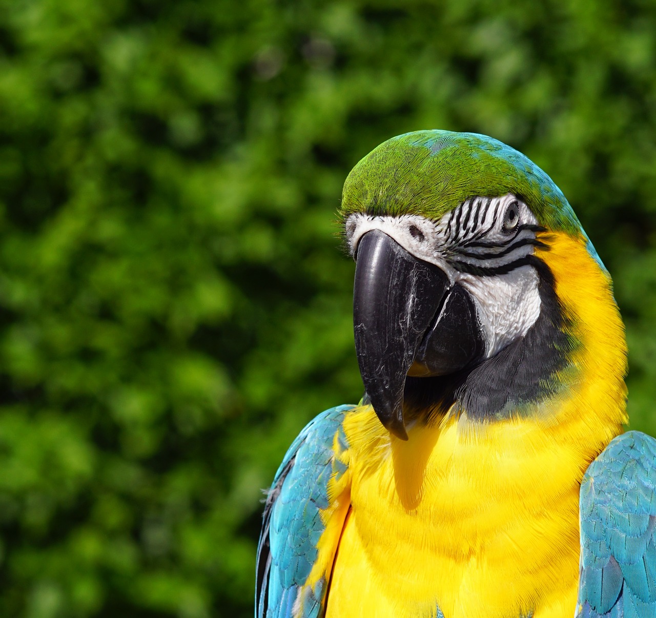 Image - blauara parrot bird feather