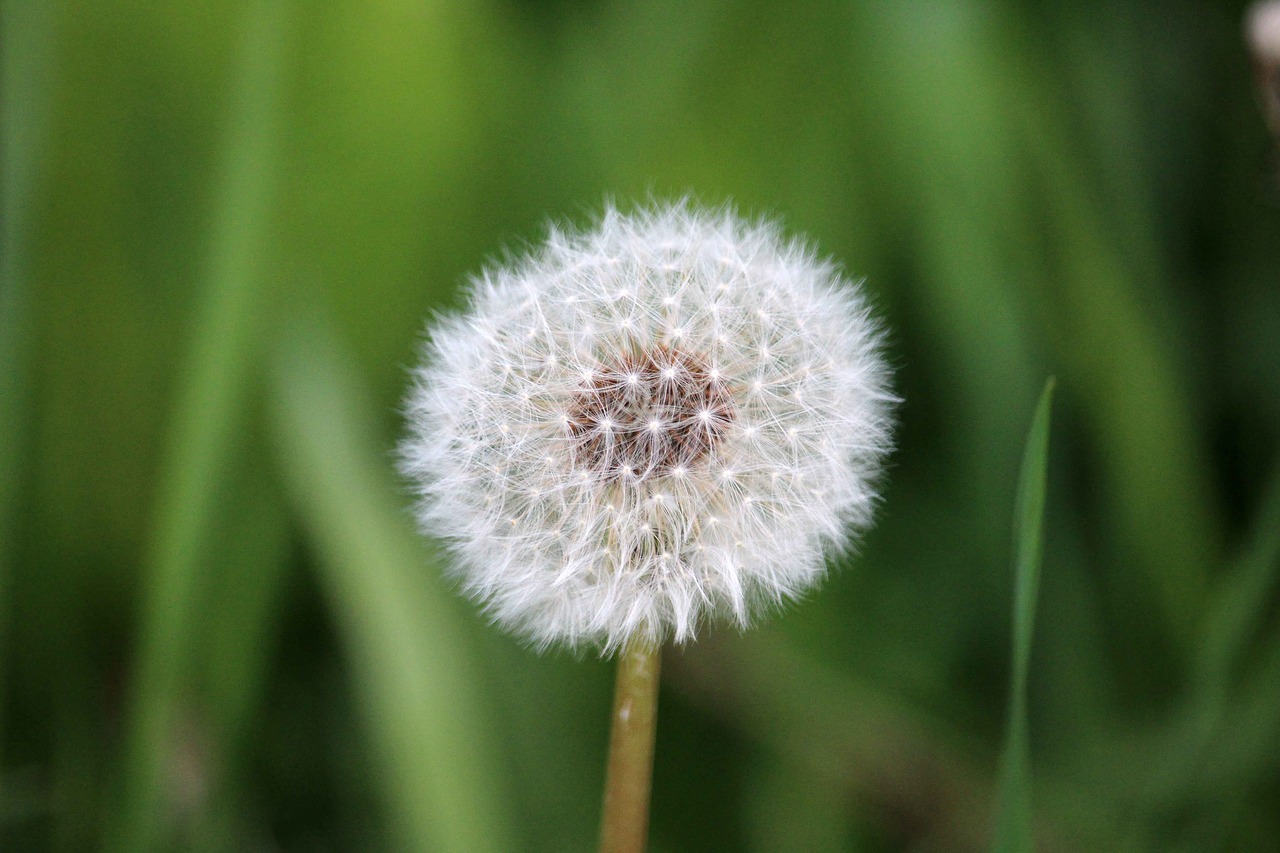 Image - dandelion nature flower spring