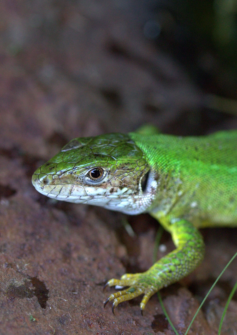 Image - the lizard guster green reptile
