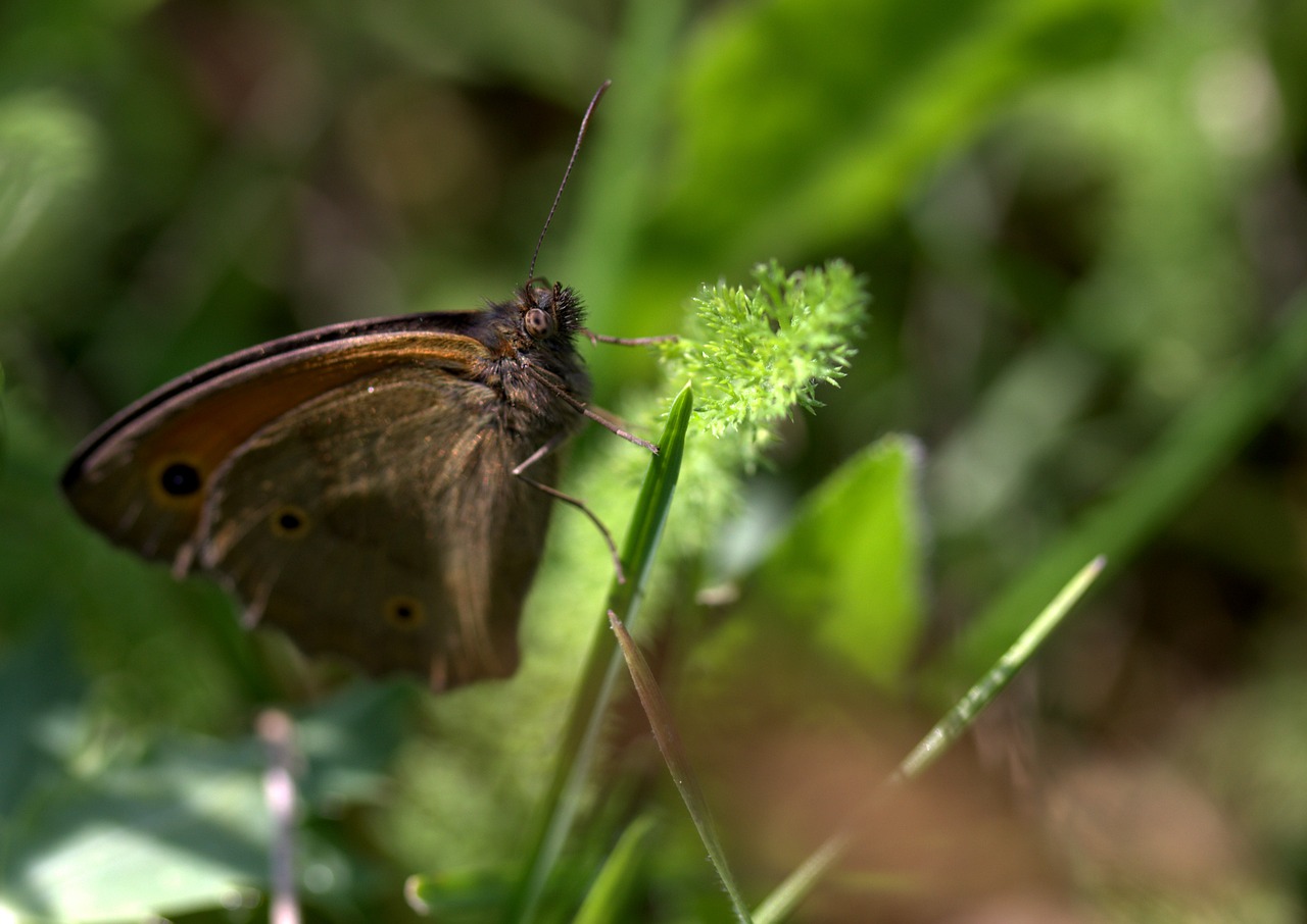 Image - butterfly plant brown wings hang