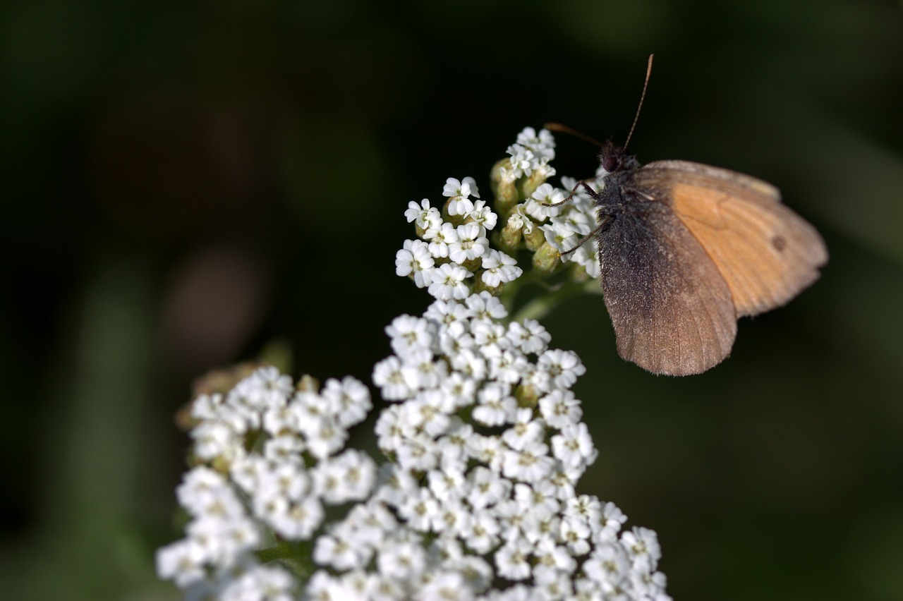 Image - butterfly plant brown wings hang