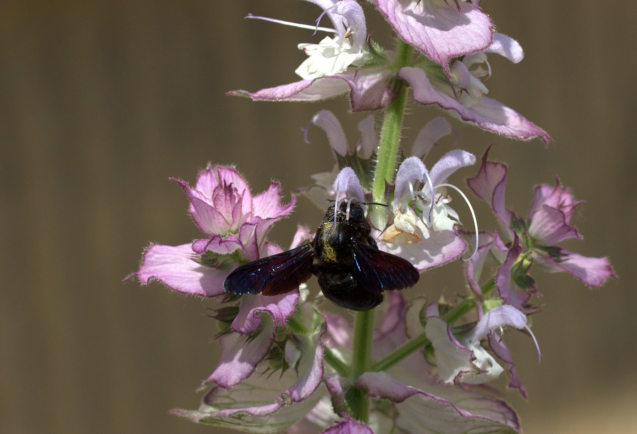 Image - bee flight pollination insecta