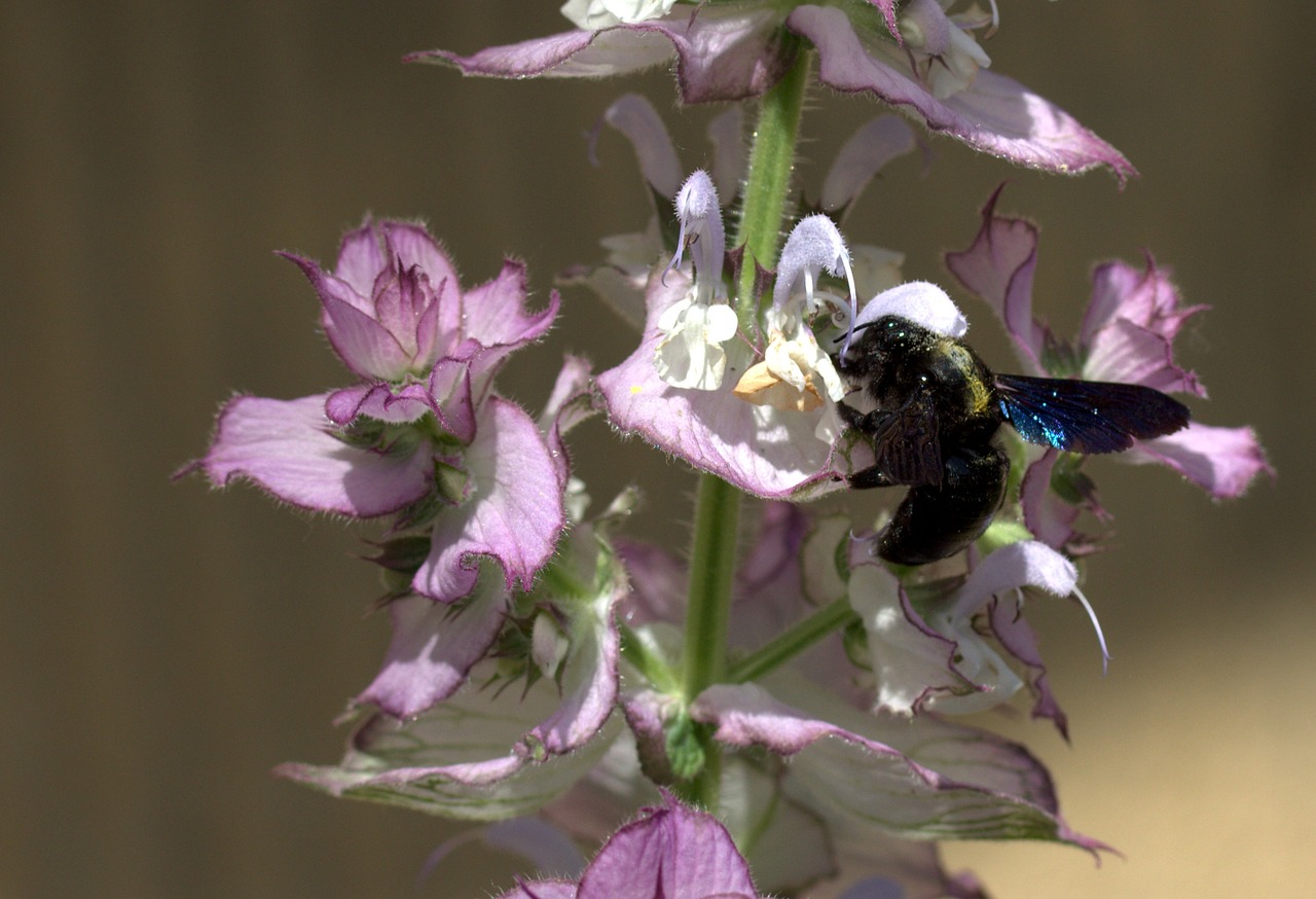 Image - bee flight pollination insecta