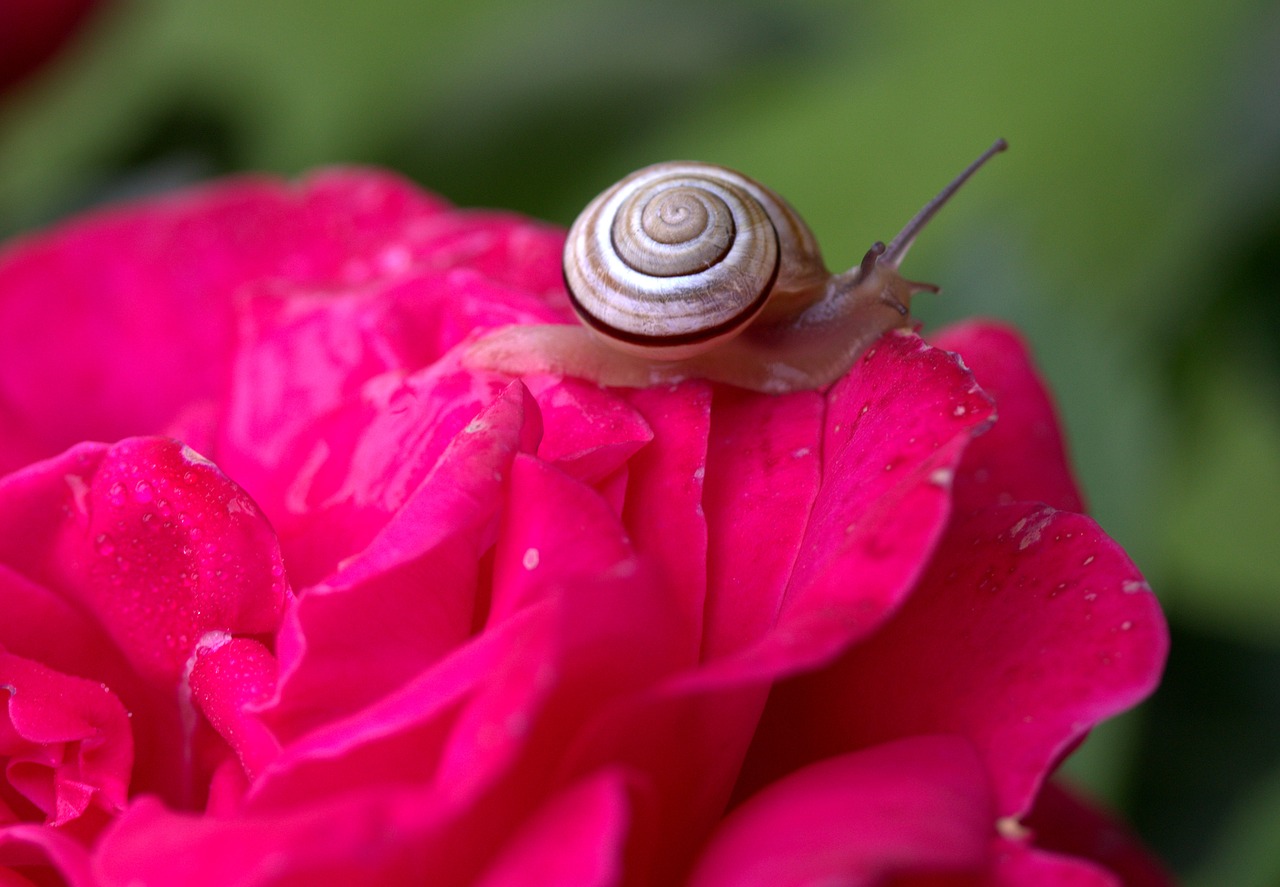 Image - snail rose petals shell dew