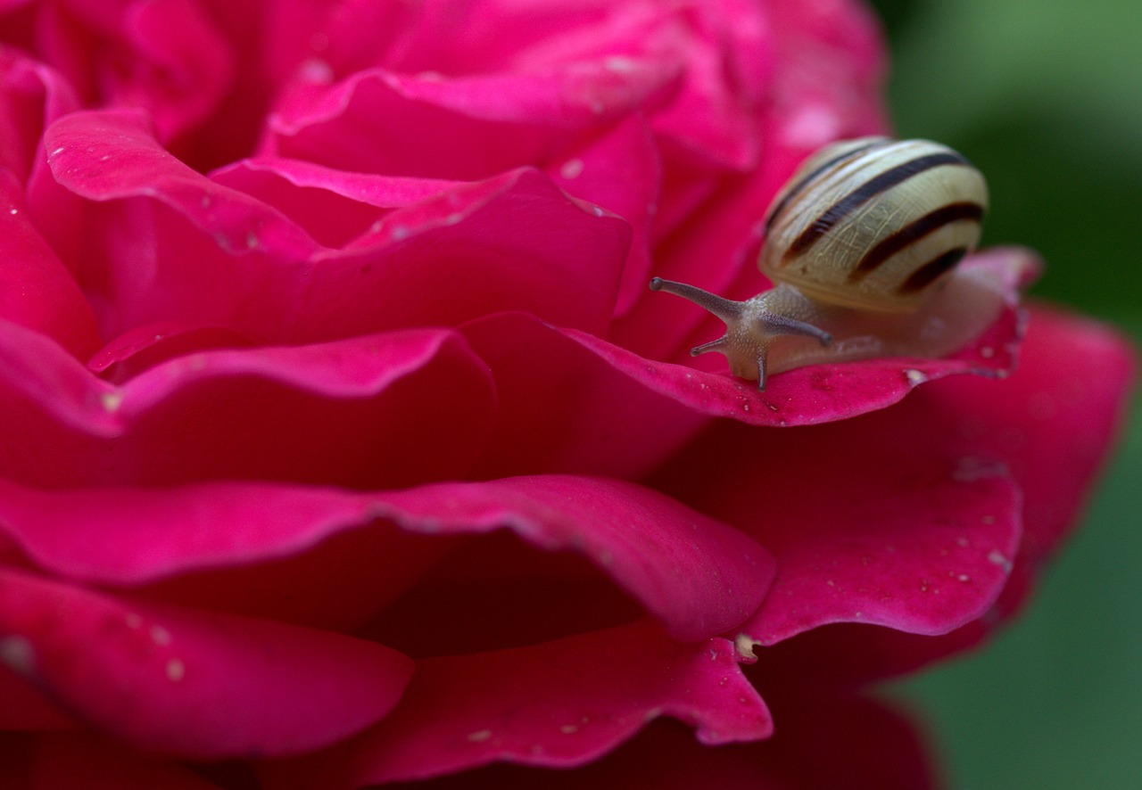 Image - snail rose petals shell dew