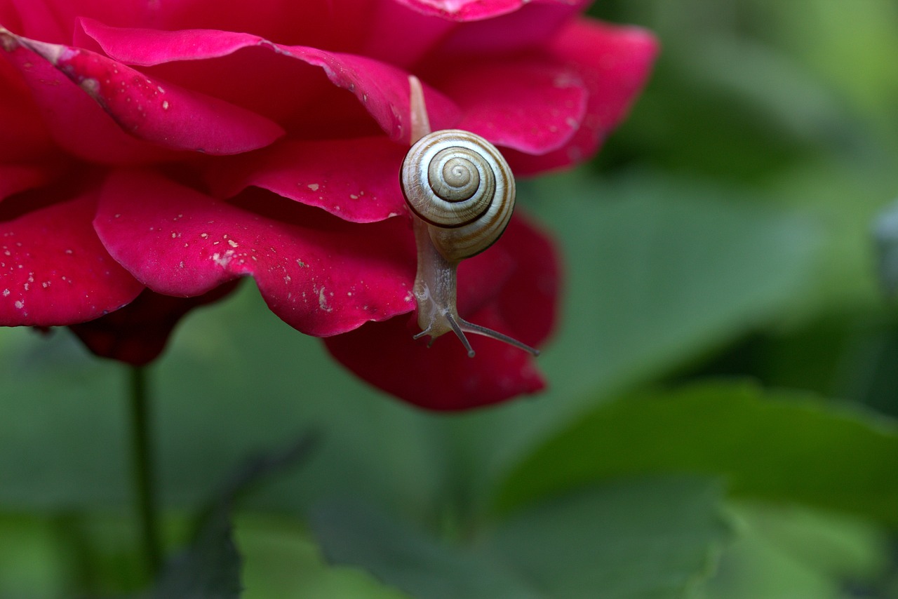 Image - snail rose petals shell dew