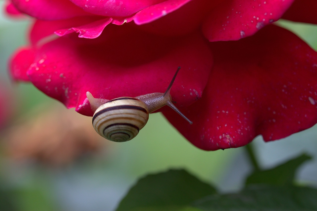 Image - snail rose petals shell dew