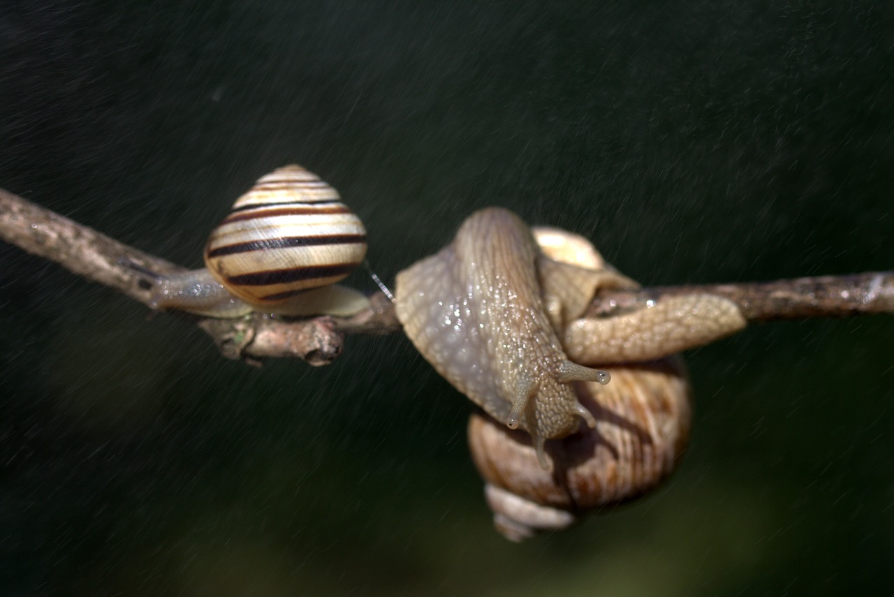 Image - snails casey hooked rain shell