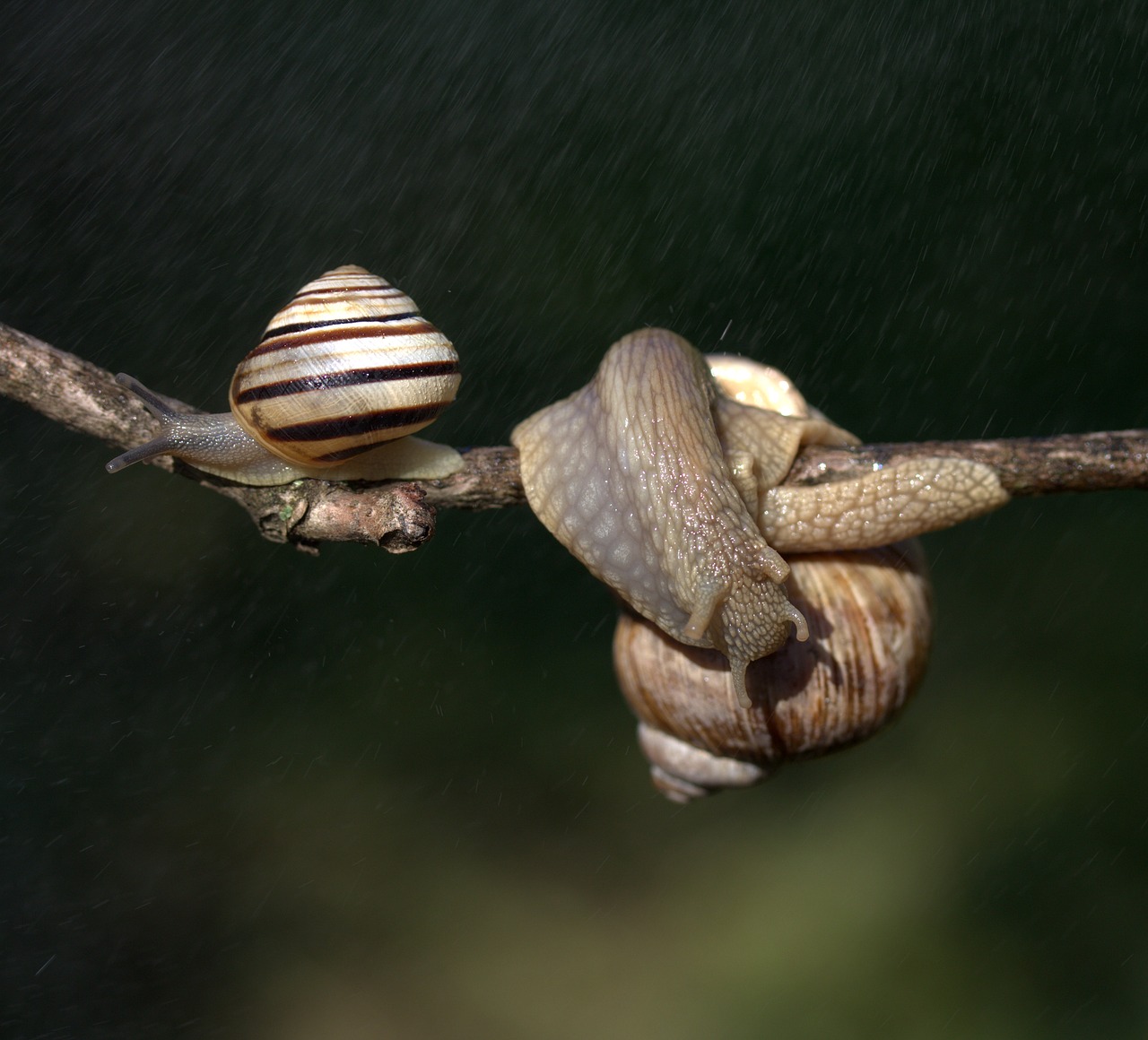 Image - snails casey hooked rain shell
