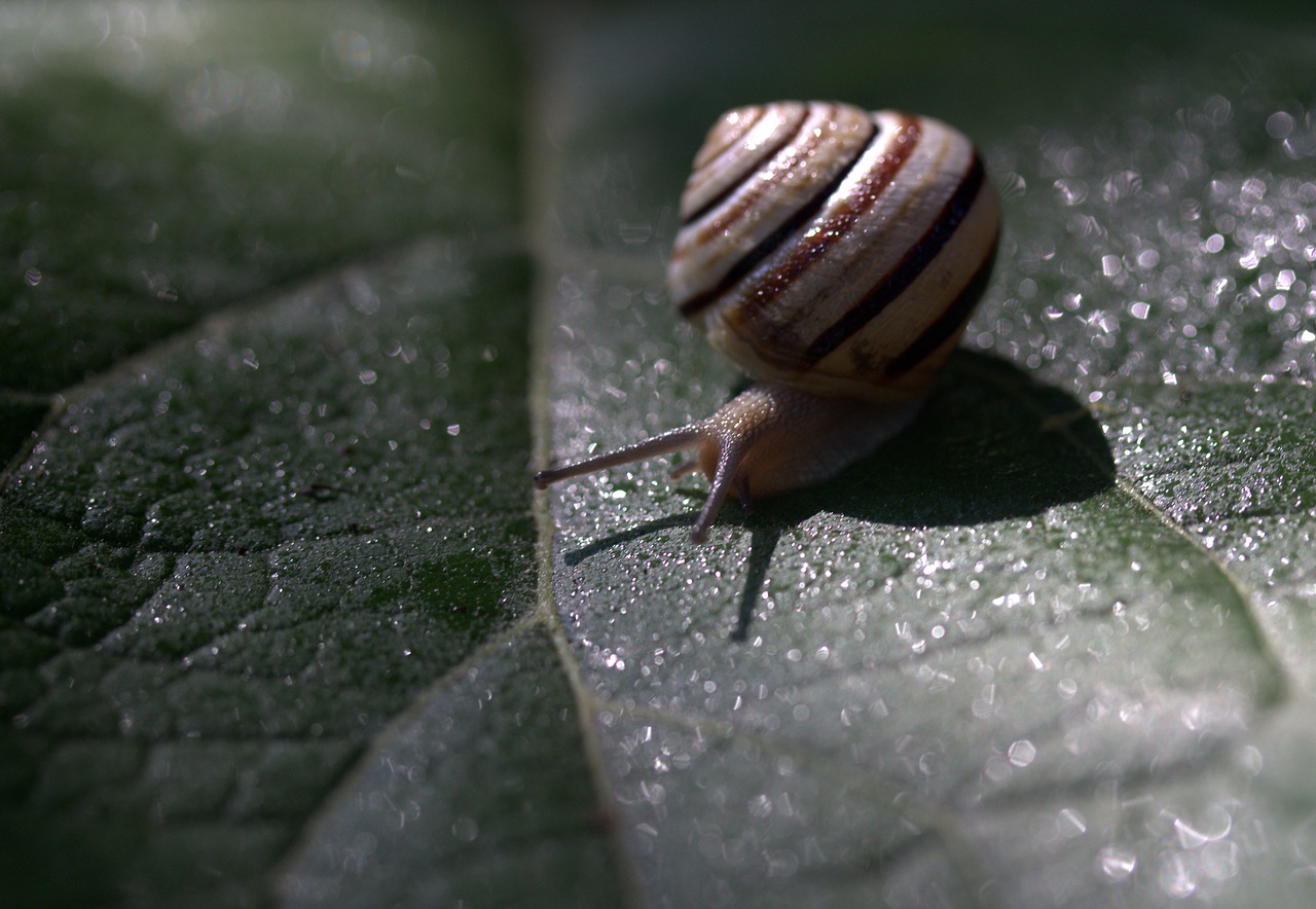 Image - snail leaf wet shell light nature