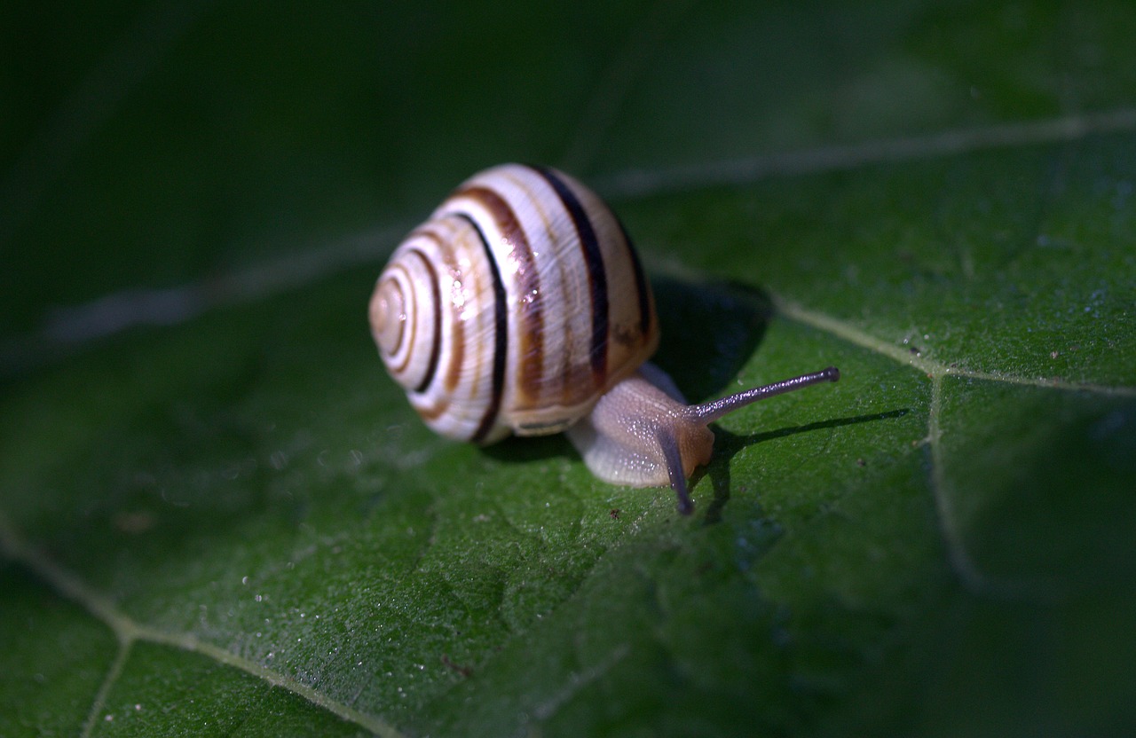 Image - snail leaf wet shell light nature