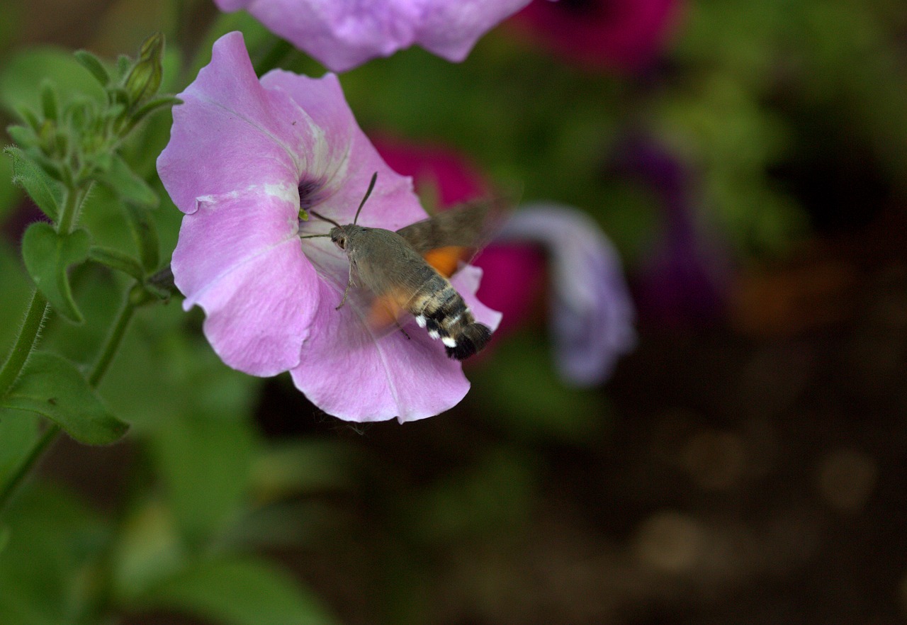 Image - moth hummingbird flower pollen