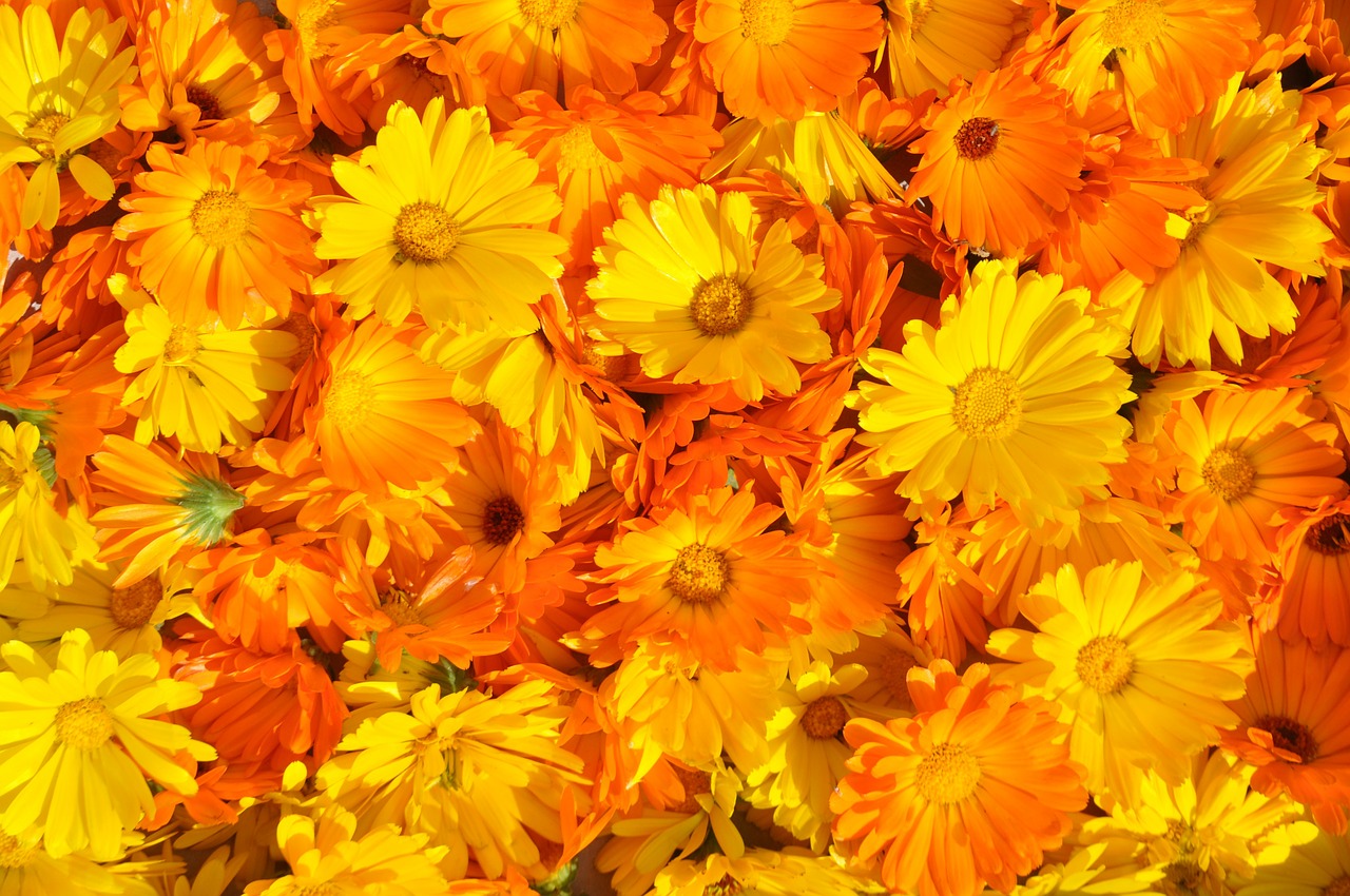 Image - marigold calendula officinalis