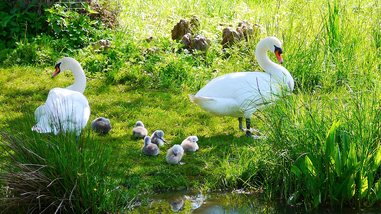 Image - swans water bird ducks poultry