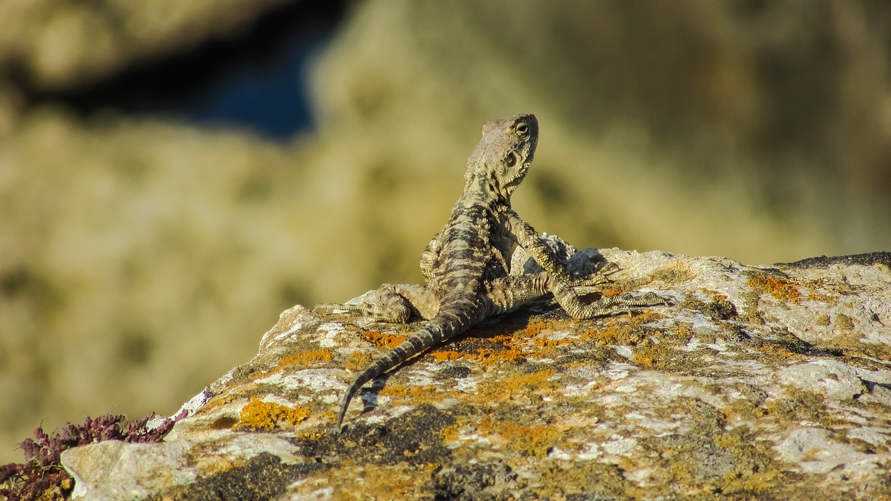 Image - stellagama stellio cypriaca lizard