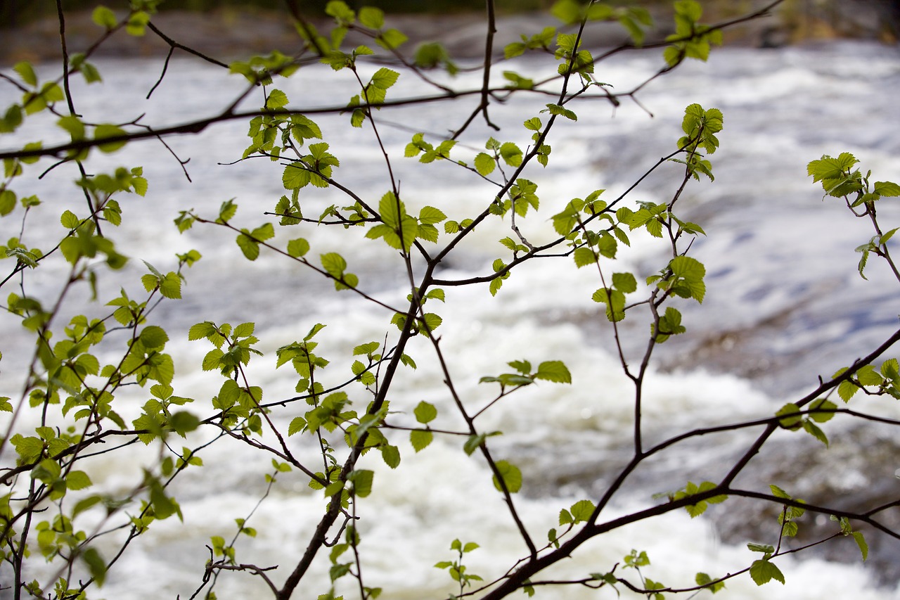 Image - plant river foliage sweden current