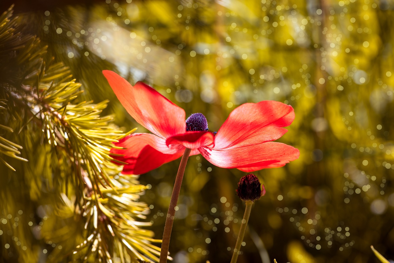 Image - anemone red red anemone flower