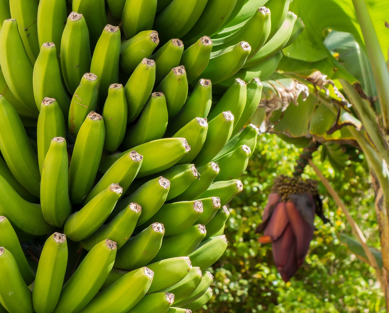 Image - banana blossom bloom banana plant