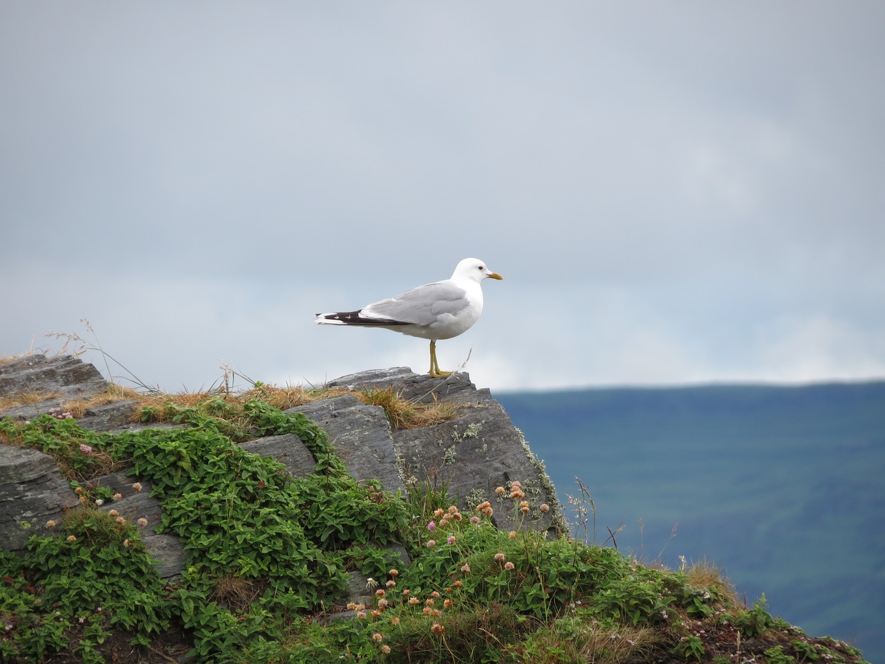 Image - easdale scotland holiday seagull