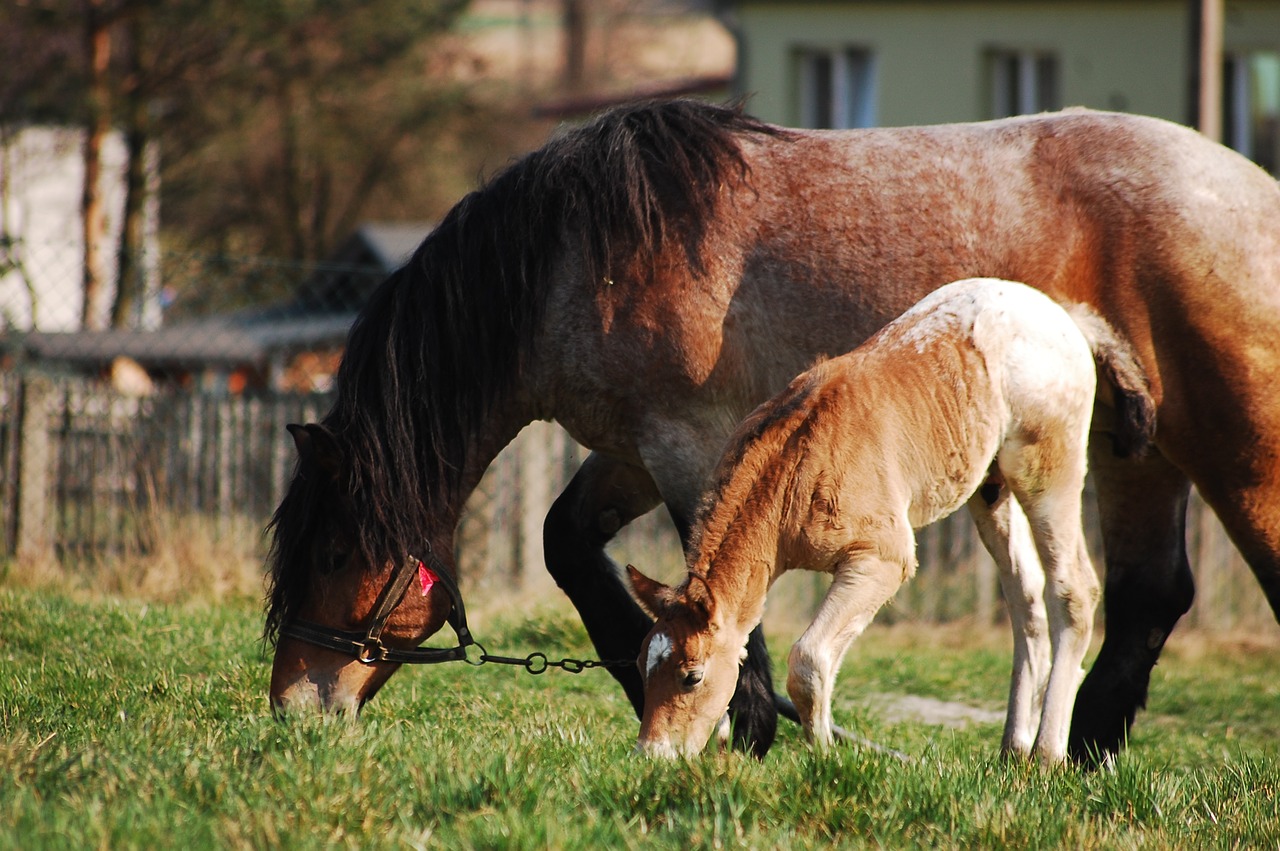 Image - horse the horse offspring konik