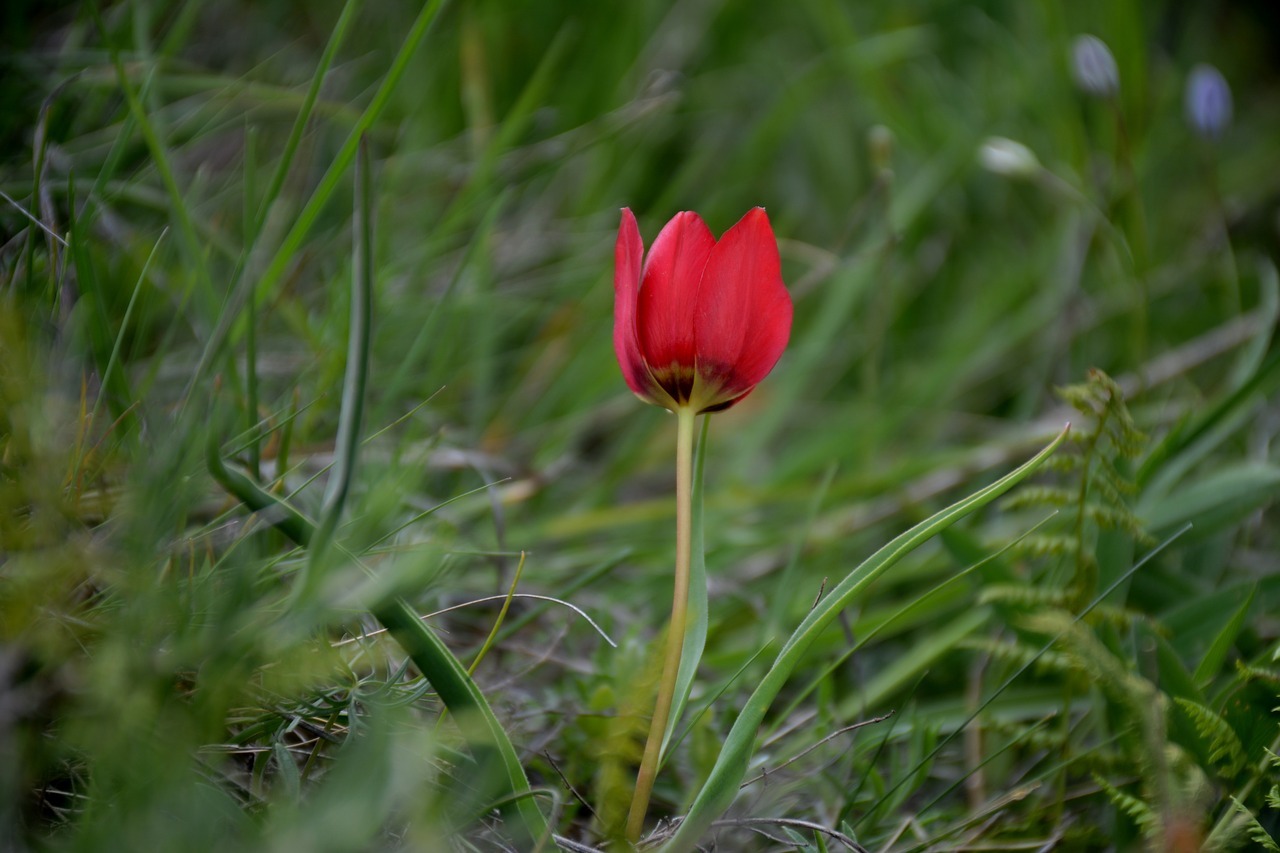 Image - turkey gümüşhane süleymaniye spring