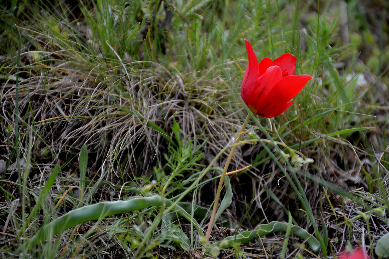 Image - turkey gümüşhane süleymaniye spring