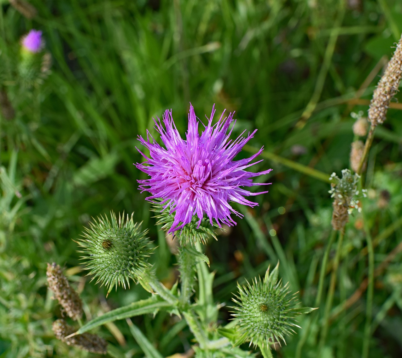 Image - common thistle top down wildflower