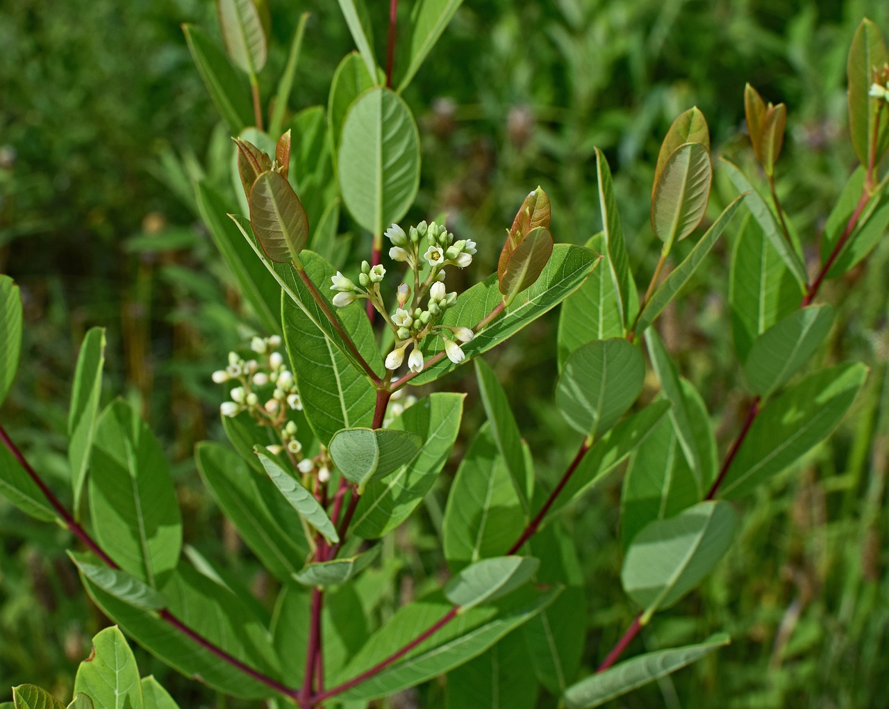 Image - dogbane apocynum cannabinum