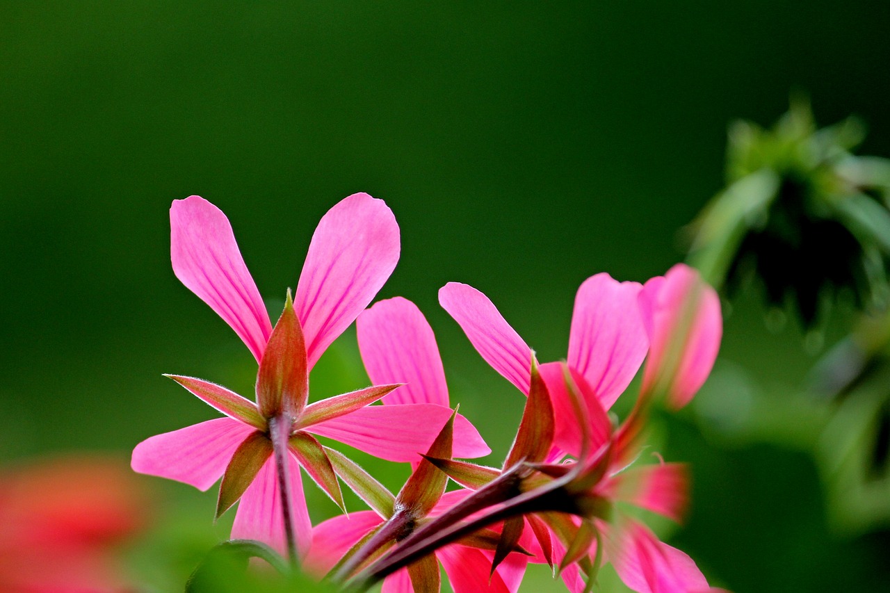 Image - geranium blossom bloom