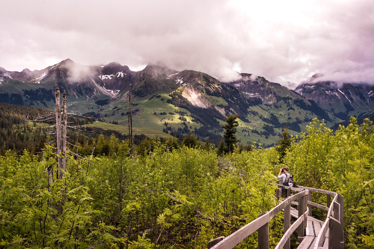 Image - boardwalk gäggersteg nature lothar